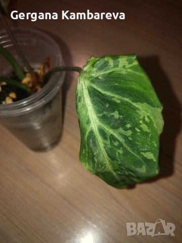 Philodendron Gloriosum Snow Leopard , снимка 3 - Стайни растения - 51951620