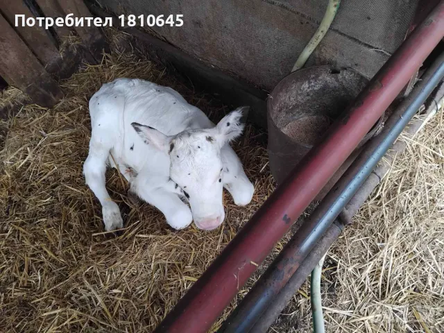 Месодайни и черношарени телета, снимка 4 - Крави - 47258933