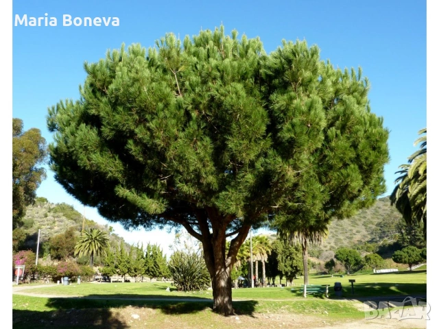 Пиния каменен бор 140 см, снимка 2 - Градински цветя и растения - 53845928