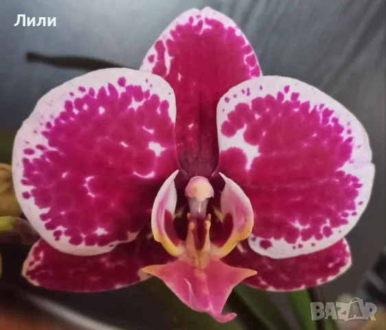 Орхидея фаленопсис , снимка 1