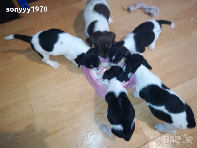 КУТРЕТА ДЖАК РЪСЕЛ 2009250434, снимка 10 - Джак ръсел териер - 51774625