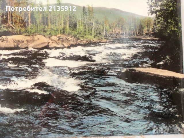 Апликирана картина, Брезичка и танцуваща девойка, Картина-фотопечат., снимка 5 - Пана - 32552536