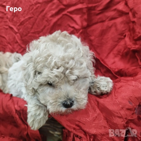 малтипу , снимка 11 - Пудели - 53601593