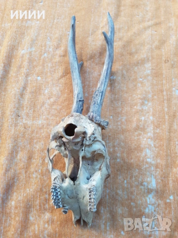 Голям ловен трофей Сръндак , снимка 3 - Антикварни и старинни предмети - 53648136