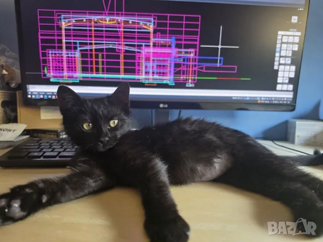 Мъжко черно коте търси любящ дом