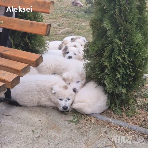 Средноазиатска овчарка–Алабай, снимка 2 - Средноазиатска овчарка - 48611649