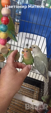 Папагали ръчно хранени неразделки, снимка 7 - Папагали - 51135664