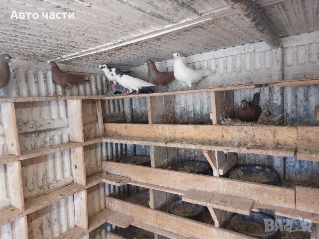 пазарджишки високолетачи.със добри полети, снимка 6 - Гълъби - 41818427