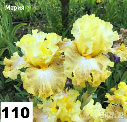 Сортови вискоки ириси /брадати ириси, снимка 2 - Сортови семена и луковици - 46410628