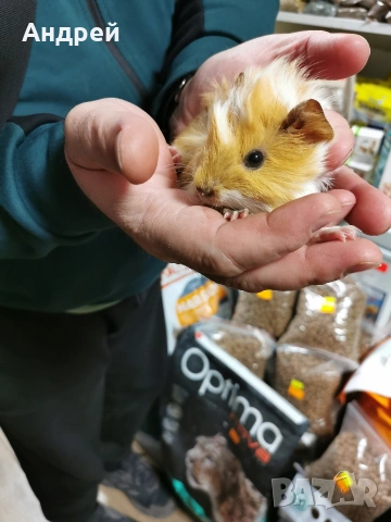 Морски свинчета отново налични, снимка 4 - Морски свинчета - 53857880