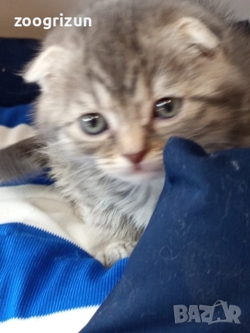 Шотландски клепоухи котенца, снимка 14 - Британска късокосместа - 53632007