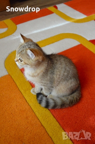 Златно тикирано таби, Британска късокосместа котка, снимка 3 - Британска късокосместа - 52955816