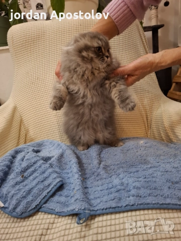 Персийски котенца, снимка 3 - Персийска - 53263117