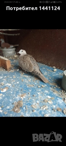 гугутки, снимка 1