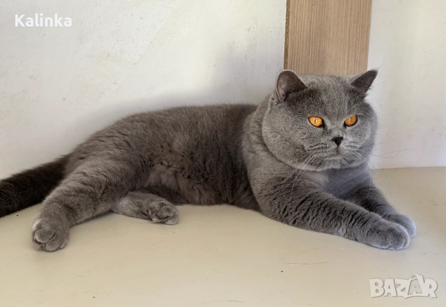 Чистокръвен мъжки британец за разплод, снимка 18 - Търси партньор - 41953795