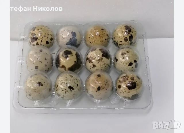 Пъдпъдъчи яйца 3лв кутията 12бр. в кутия , снимка 1