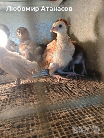 Продавам пилета , снимка 7 - други­ - 53418277