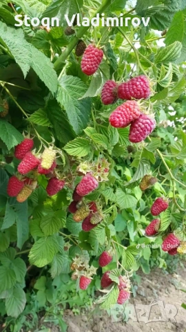 Предлагам Качствен Расад Ягоди и Малини., снимка 12 - Разсади - 53784425