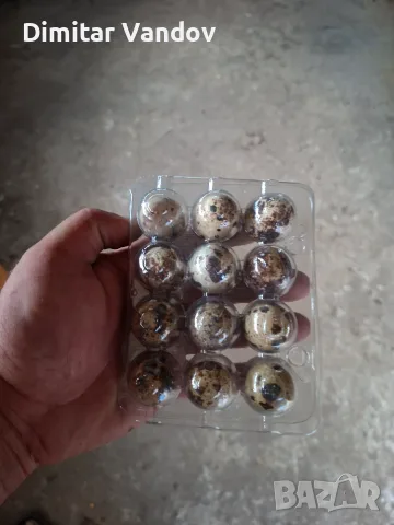 Пъдпъдъчи яйца 12бр в тарелка , снимка 4 - Домашни продукти - 54428326