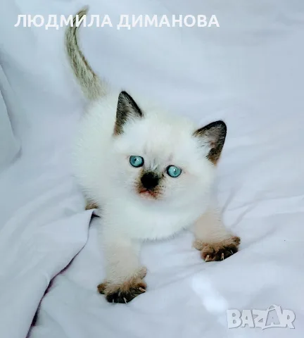 Шотландско женско със сини очи , снимка 4 - Британска късокосместа - 56280993