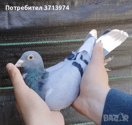 Спортен гълъб, снимка 1