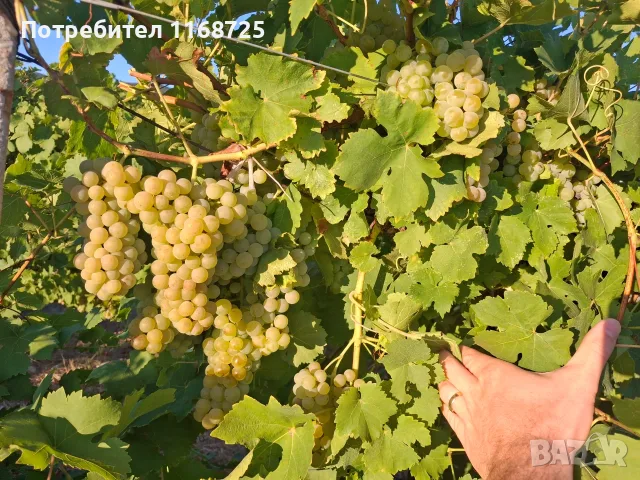 Мускат отонел грозде