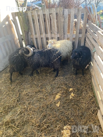 Продавам шутлански овце , снимка 2 - Овце - 49606595