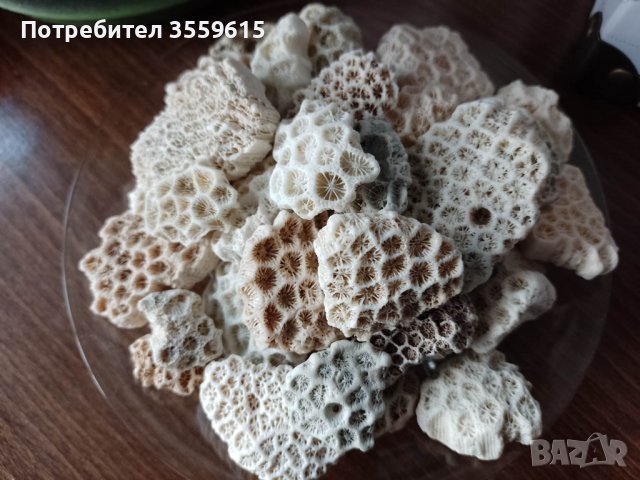 екзотични корали от Малдивите, снимка 2 - Други - 39599982