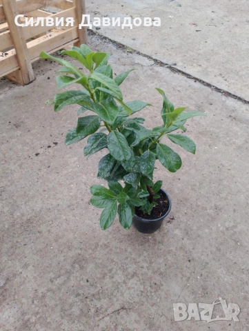 Лавровишня , снимка 18 - Градински цветя и растения - 51968758