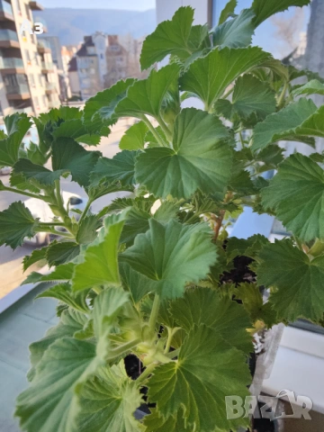 Продавам цветя Кралско (Английско) мушкато - с пъпки, снимка 9 - Стайни растения - 50477875