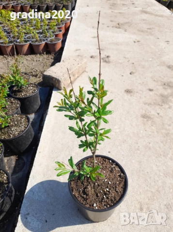 Нар - Безсеменен, снимка 6 - Разсади - 50691615