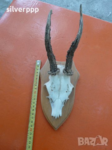  Стар немски сръндаков трофей - 16 