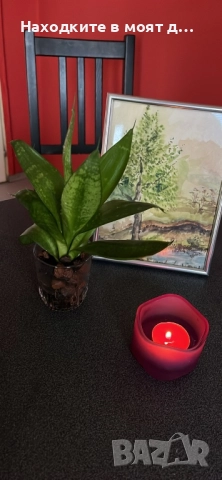 Сенсевиера