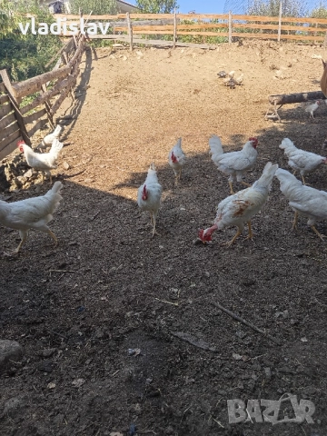 свободни работещи петлета, снимка 2 - Кокошки и пуйки - 51485214