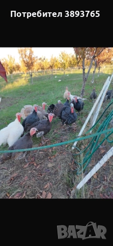 Продавам селски пуйки и кокошки бройлери за клане