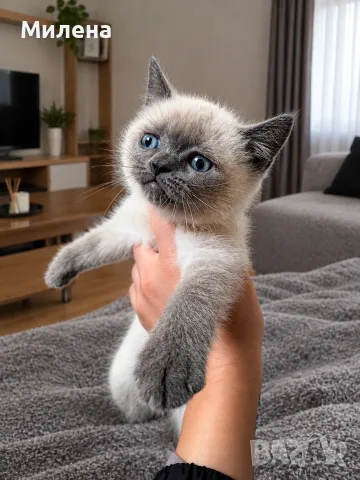 Шотландски котета Колорпойнт , снимка 5 - Други - 56320002