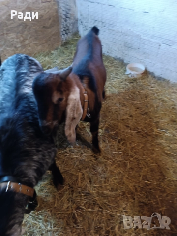 Продавам , снимка 4 - Кози - 52828052