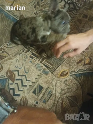 Френски булдог мерле , снимка 3 - Френски булдог - 47943991