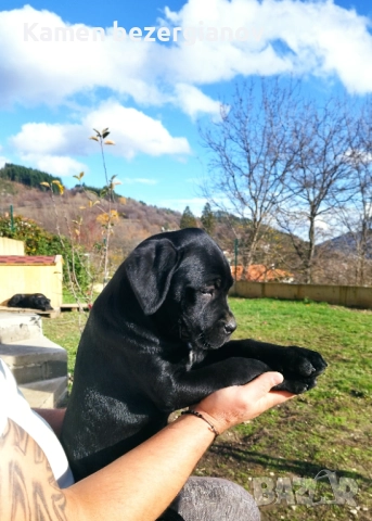 Кане Корсо , снимка 16 - Кане корсо - 52342406