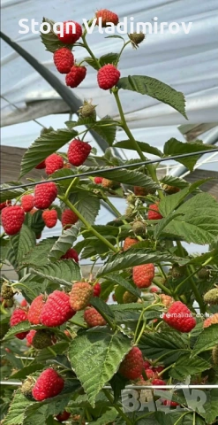 Предлагам Качствен Расад Ягоди и Малини., снимка 4 - Разсади - 53784425