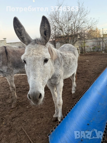 Продавам магарета, снимка 3 - Други - 52342390