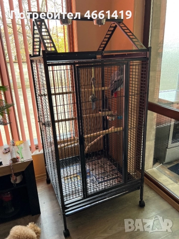 Кралско Жако , снимка 3 - Папагали - 52547448