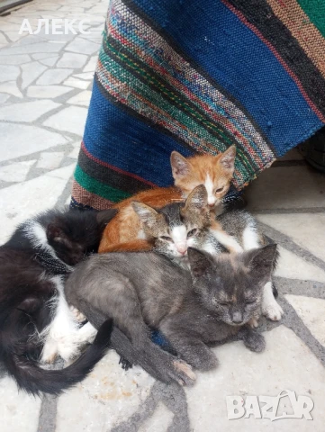 ПОДАРЯВАМ КОТЕНЦА, снимка 17 - Мейн кун - 50985226