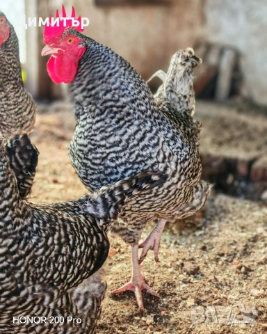 Разплодни яйца от Мехелен, снимка 5 - Кокошки и пуйки - 52938556