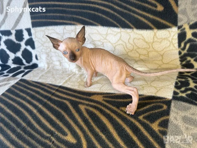 Котенца момичета и момчета канадски сфинкс, снимка 6 - Сфинксове - 49394602