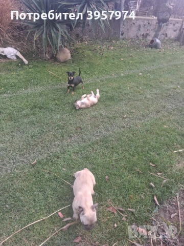 Продава се мъжко булдоче на 3 и половина месеца с три ваксини и паспорт , снимка 9 - Френски булдог - 53028052