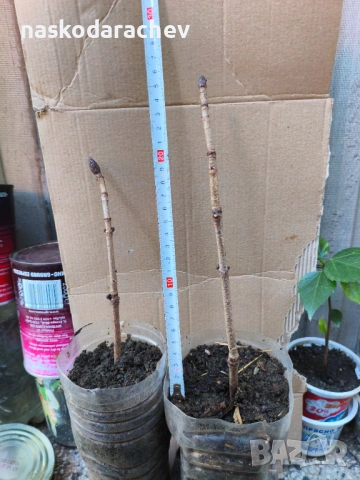 Кестен конски фиданки разсад, снимка 8 - Градински цветя и растения - 44387533