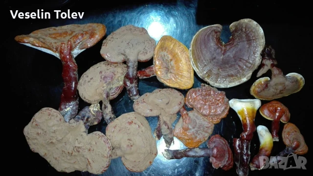 Сушени медицински гъби рейши
