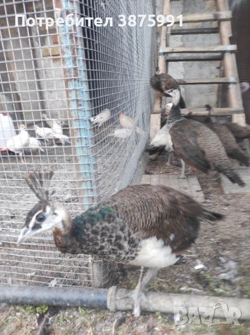 Продавам паунчета