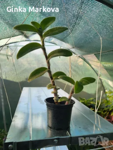 Мъхеста традисканция - 2,99лв., снимка 5 - Стайни растения - 49351124